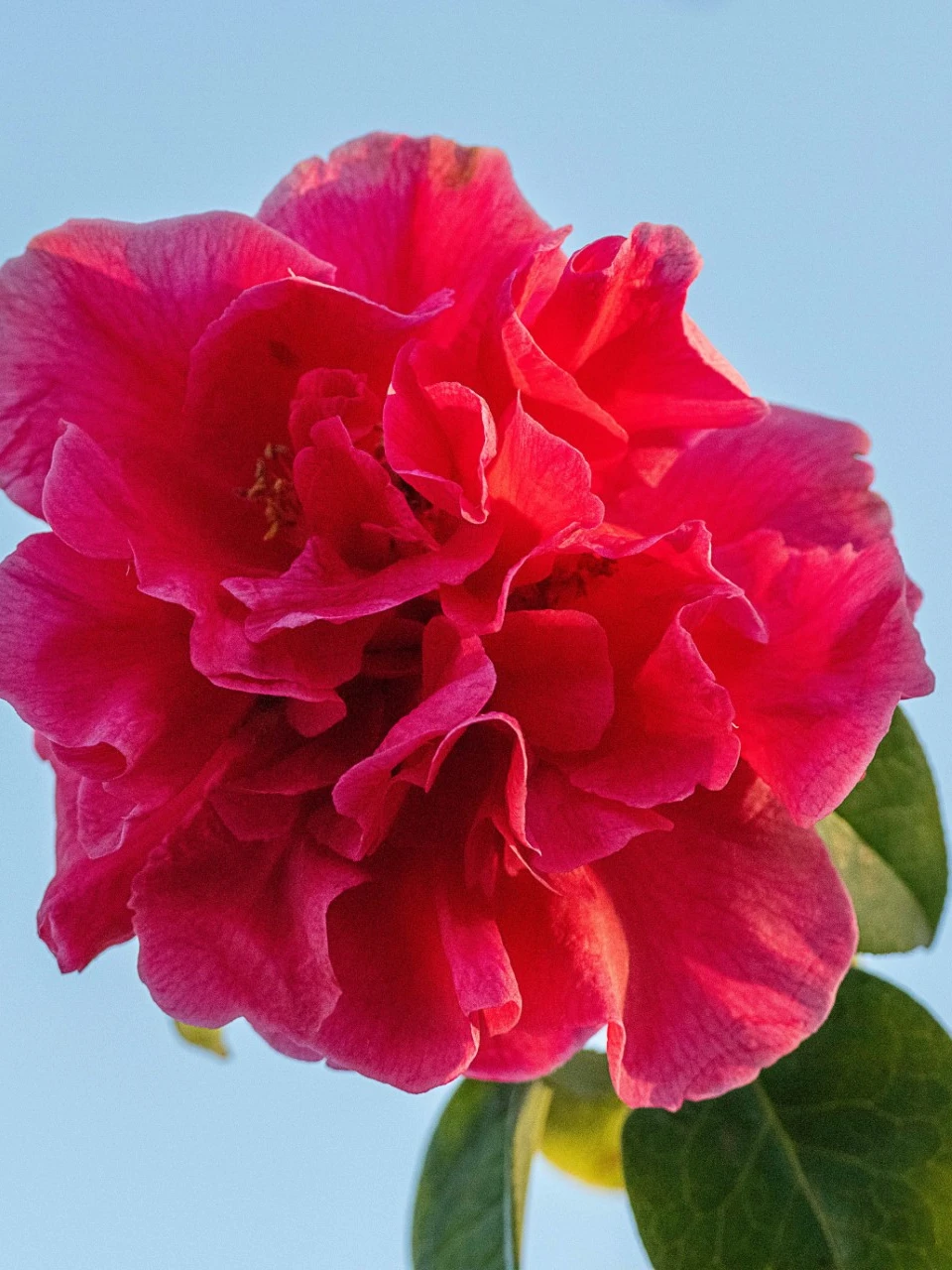 C. reticulata 'Arch of Triumph'